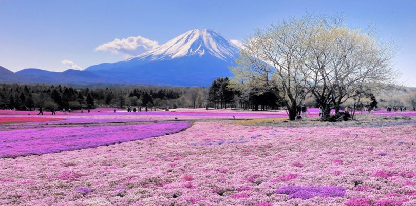 Pink fields in the shadow of a mountain, Japan