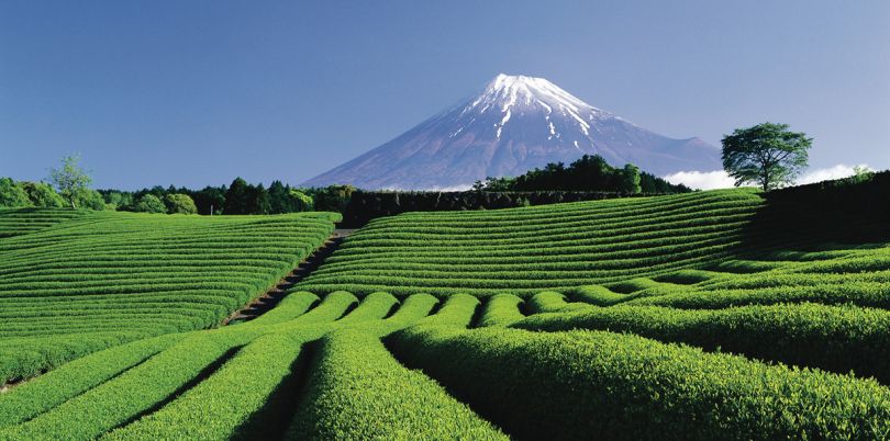 Tea plantation, Japan