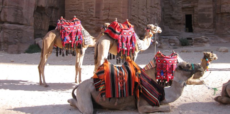 Camels in a temple, Jordan