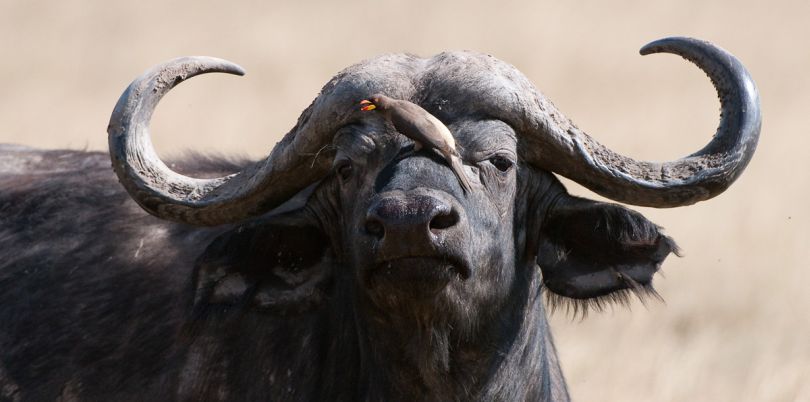 Buffalo with bird on its nose in Kenya