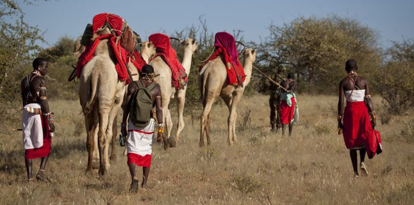 Camel trip in Kenya