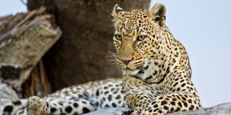 Leopard lying down on a branch in Kenya