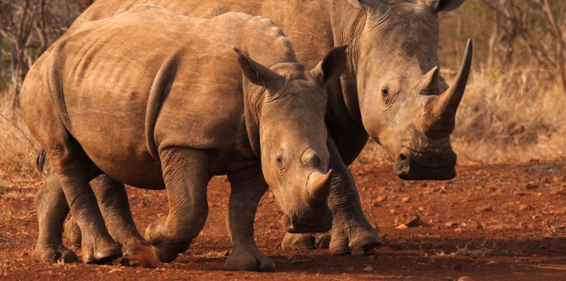 Rhinos in Kenya