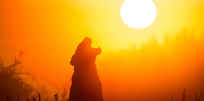 Yawning lioness in the sunset in Kenya