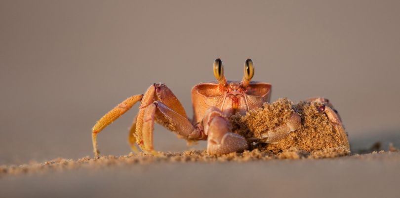 Crab on the beach, Madagascar
