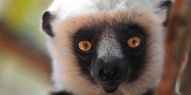 Lemur in a tree, Antananarivo, Madagascar