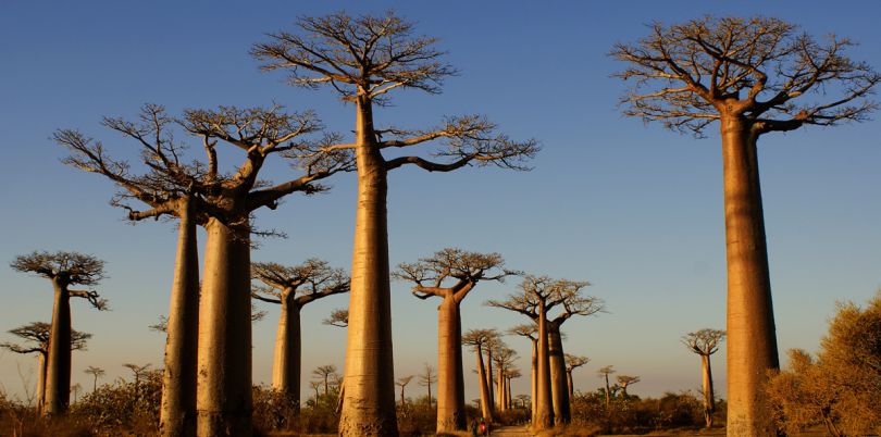 Trees in Madagascar, Madagascar