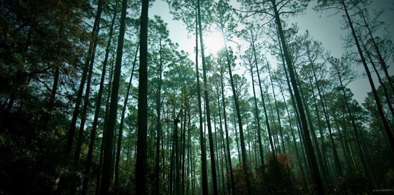 Trees in Madagascar, Madagascar