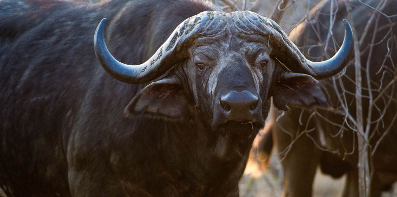 Buffalo at Majete Wildlife Reserve in Malawi