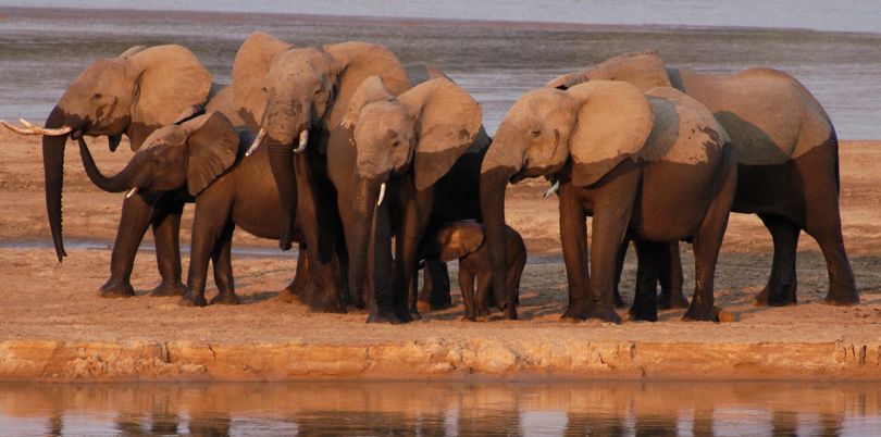 Bathing elephants at a watering hole, Malawi