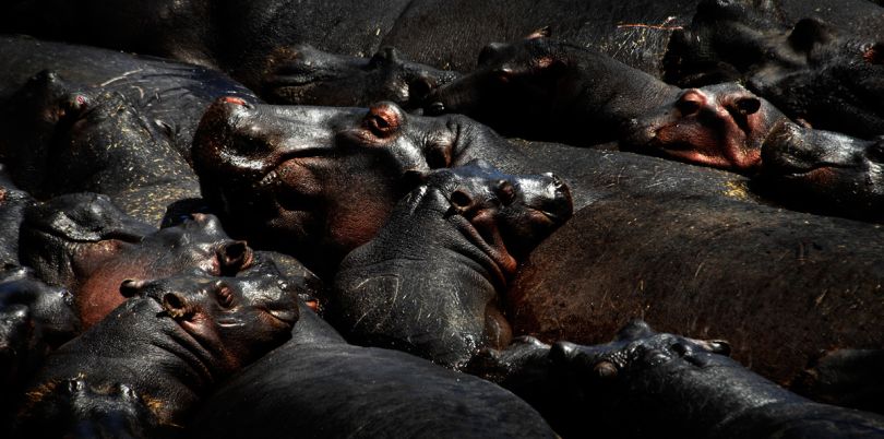 Hippos in a waterhole, Malawi