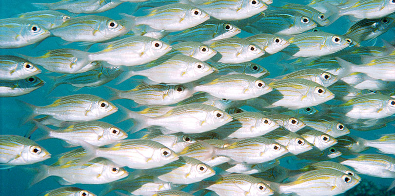 Fish in the Indian Ocean