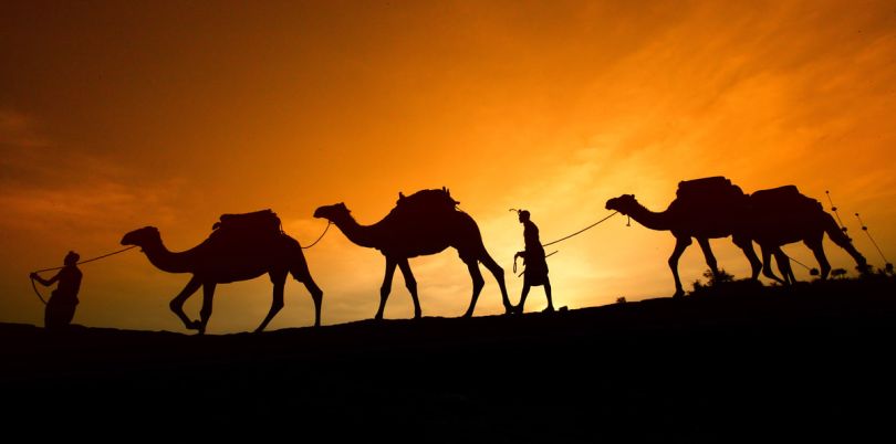 Camels in the sunset walking, Morocco