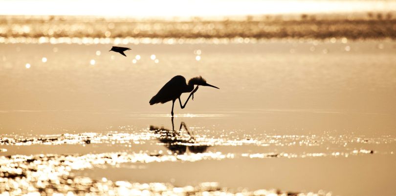 Silouette of a bird, Mozambique