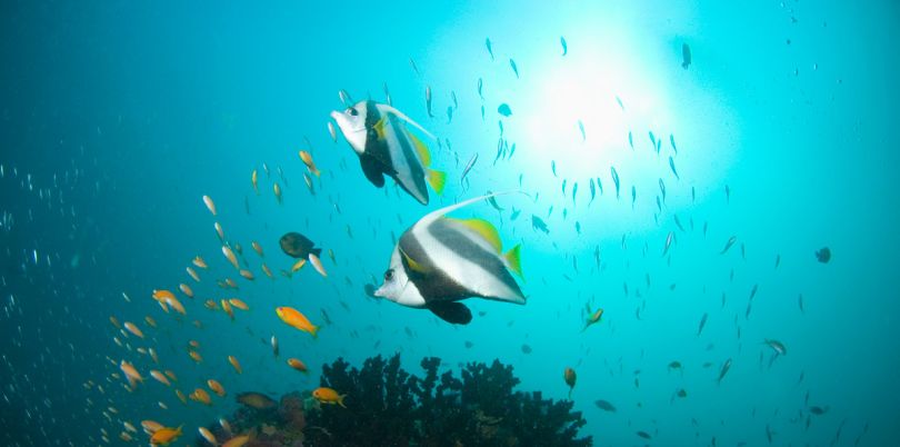 Diving with Benguerra Lodge in Mozambique