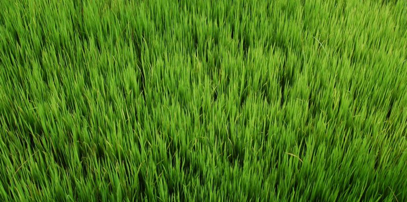 Blades of grass, Myanmar