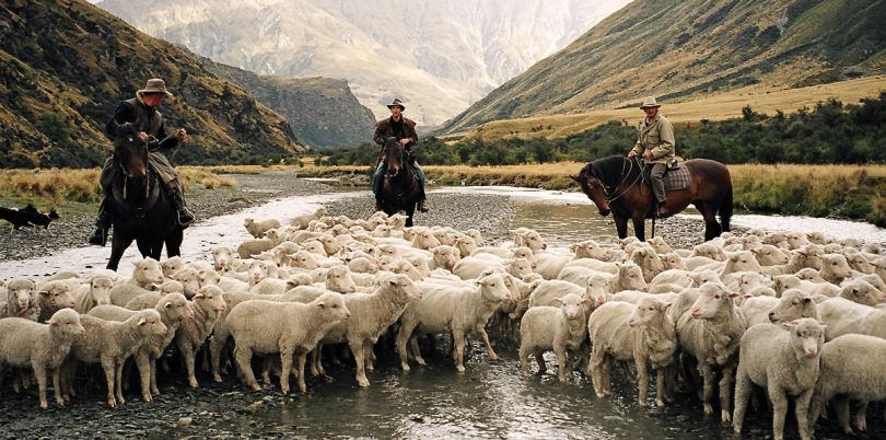 Horseback farming cowboys with sheep in New Zealand