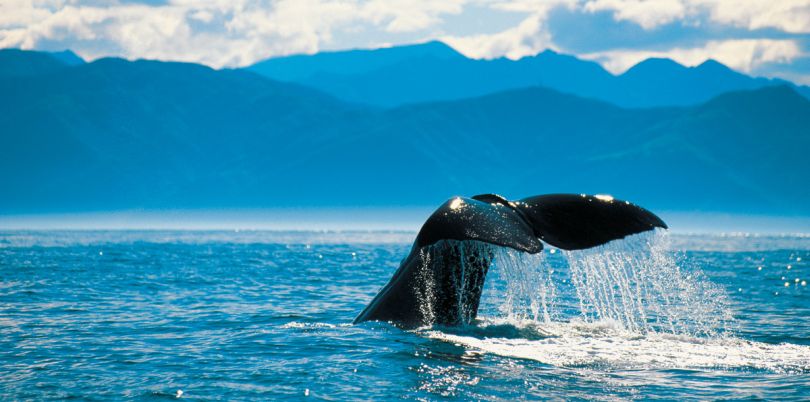 Whale tail coming out of the water, New Zealand