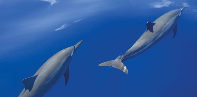 Dolphins swimming, Oman