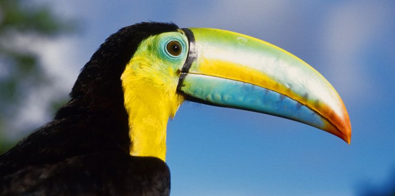 Close up shot of a toucan bird, Panama