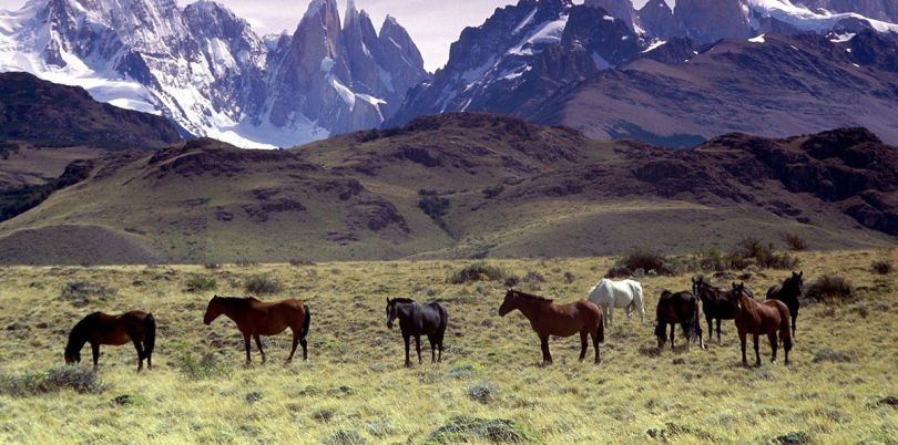 Horses in front of mountains in El Chalten Patagonia