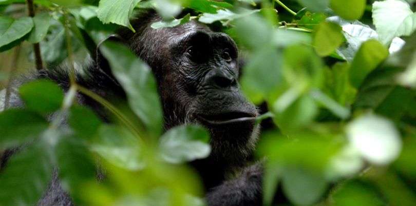 Chimp through the trees, Rwanda