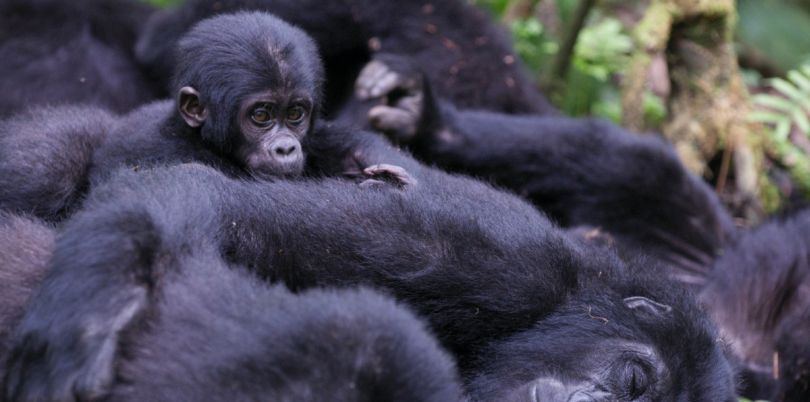 Sleeping gorilla family in Rwanda