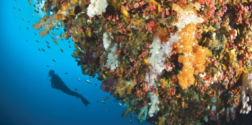 Diving the coral reefs in the Seychelles