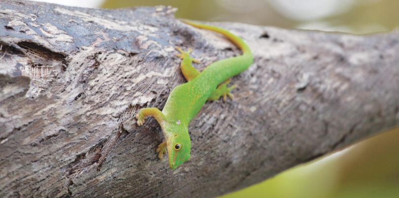 Little green lizard in the Seychelles