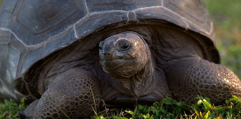 Tortoise in the Seychelles