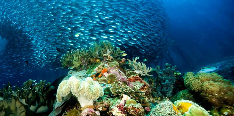 Magic underwater world stunning coral reefs at the Solomon Islands