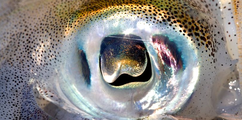 Image of a fish eye in the Solomon Islands