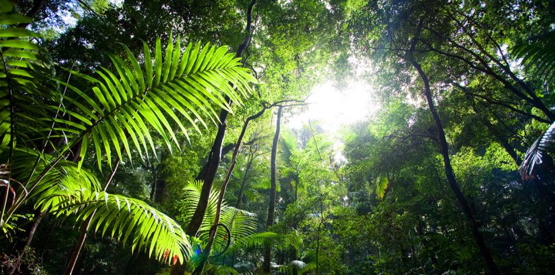 Sunshine through the trees of the jungle on Solomon Islands