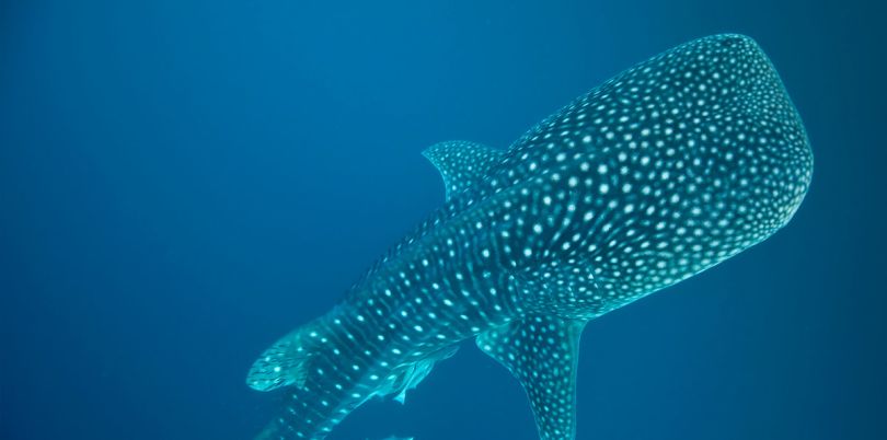 Whale shark near the Solomon Islands