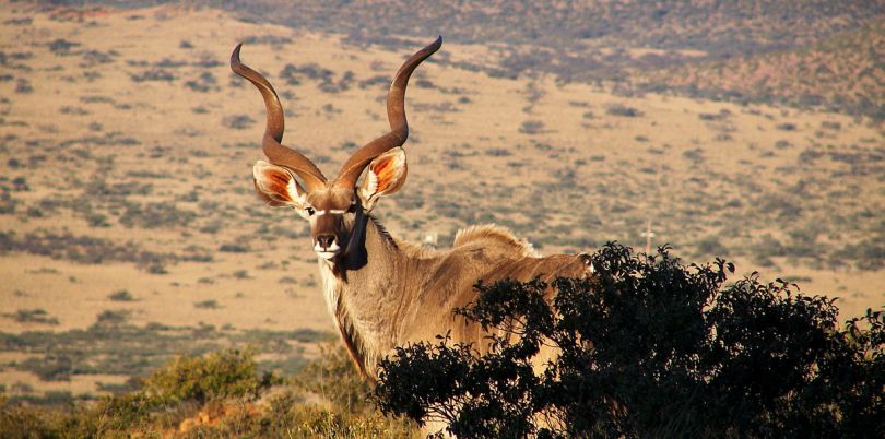 Kudu bull in South Africa