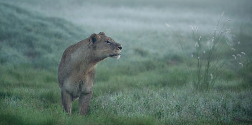 Lioness on the hunt in the mist in South Africa