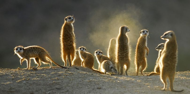 Family of merekats in South Africa