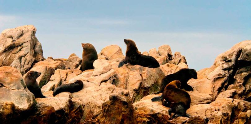 Sealions on rocks in South Africa