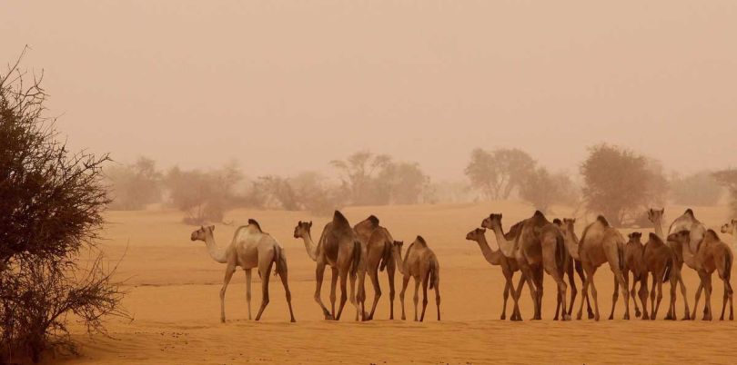 Camels in the steppe of South Sudan