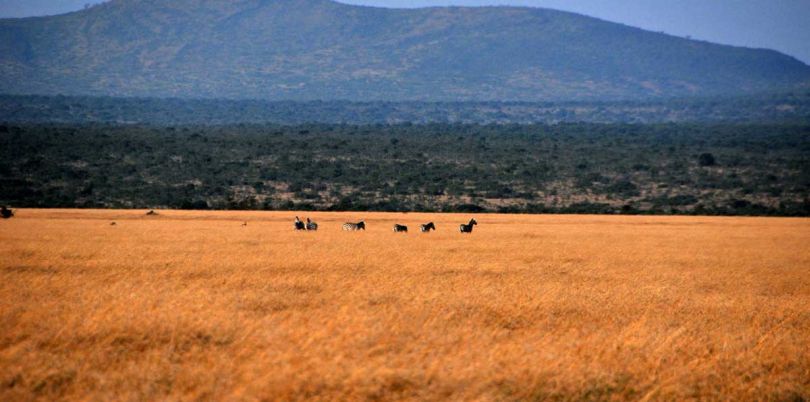 Zebras on the horizon in South Sudan