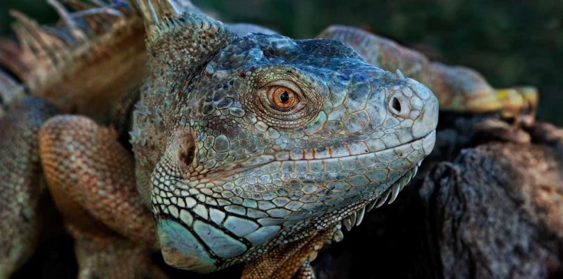 Iguana in Spain