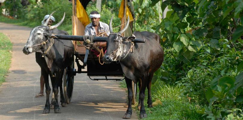 With the ox carts on the way to the market in Sri Lanka
