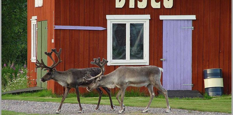 Reindeers going to a disco in Sweden