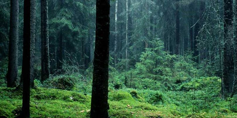 Mystical green forest in Sweden