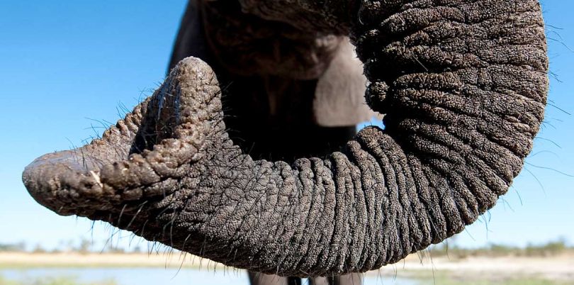 Elephant trunk at Abu Camp in Tanzania