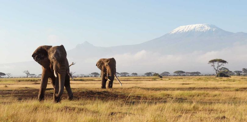 Elephants in front of Kilimanjaro Tanzania