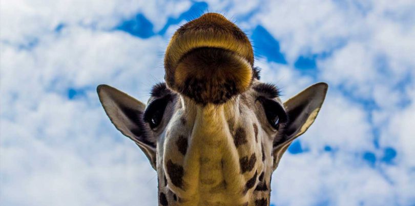 Giraffe overhead, Tanzania