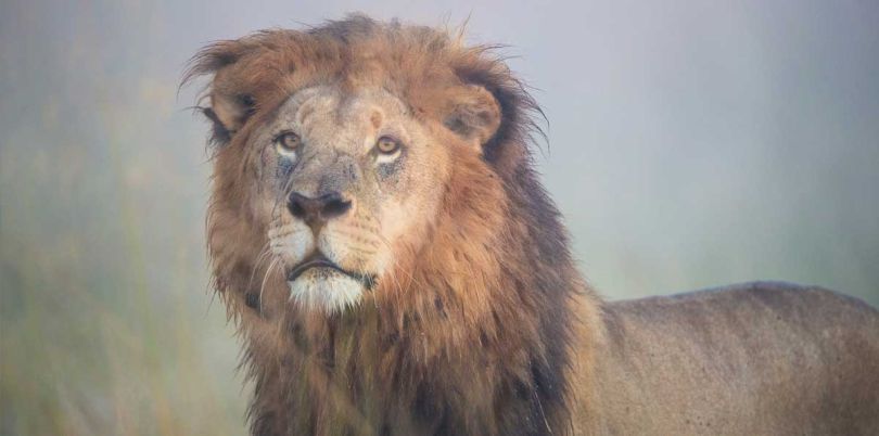 Lion in the morning mist, Tanzania