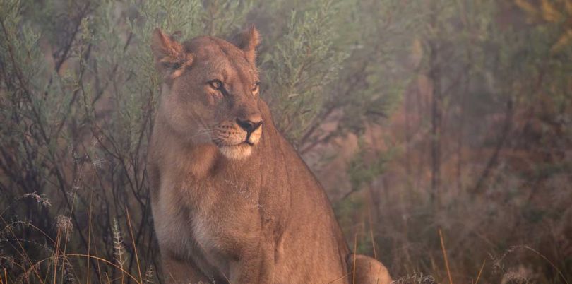 Lioness in the brush of Tanzania