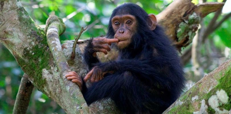 Chimpanzee looking confused in Uganda